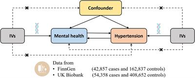 Genetic liability to mental disorders in relation to the risk of hypertension